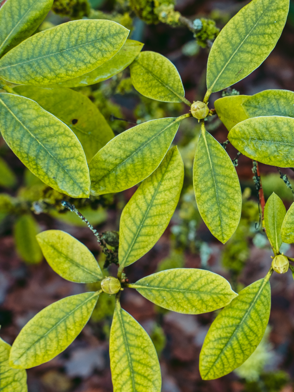 Baheda for Hair | Baheda Benefits for Hair Growth – Nature Nuskha